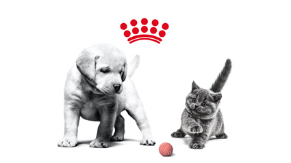 Royal Canin