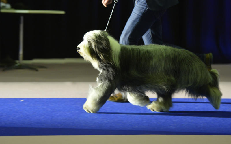 crufts qualifying shows 2019