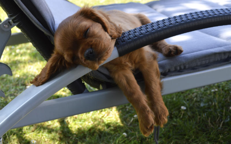 import af hund fra sverige import af hund fra sverige