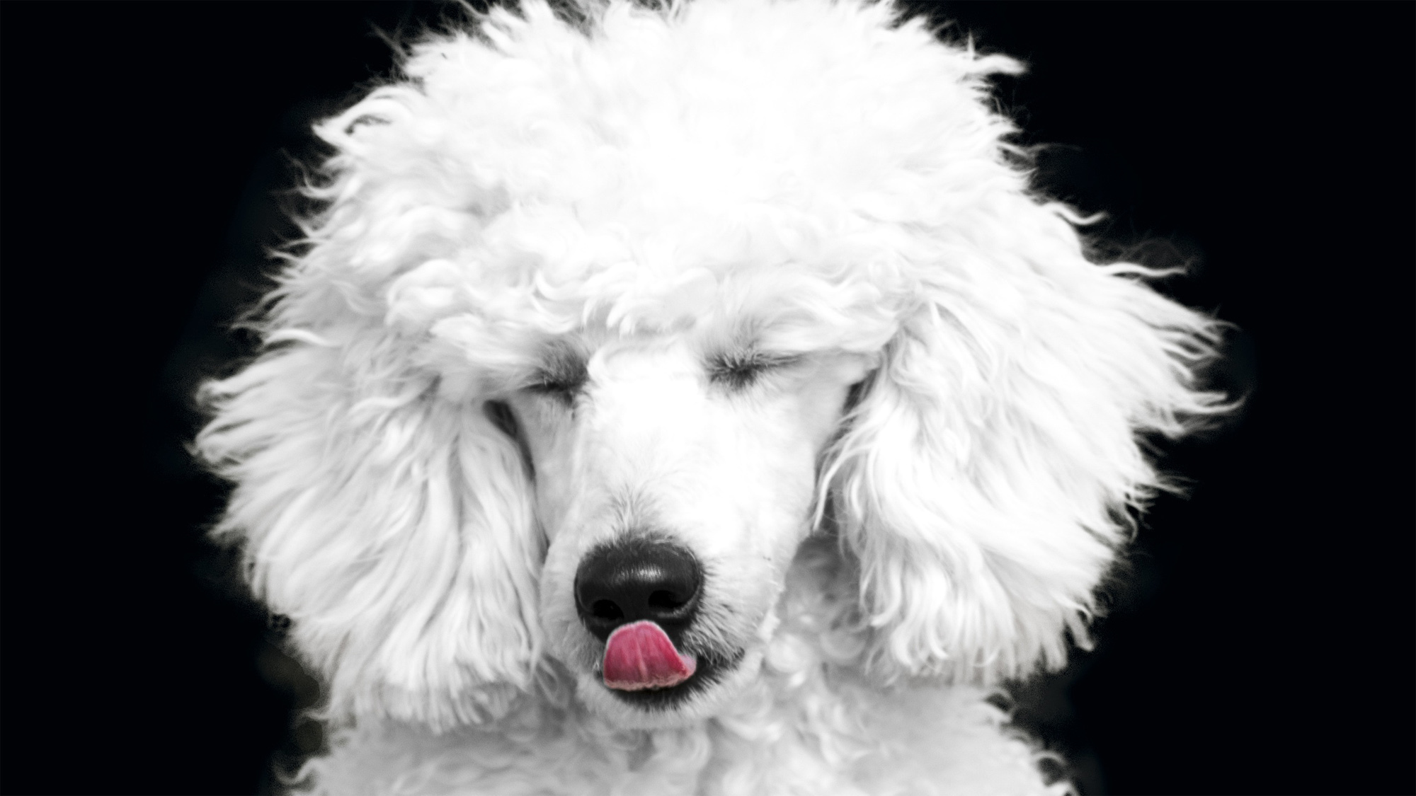 puddel.jpg#asset:3318