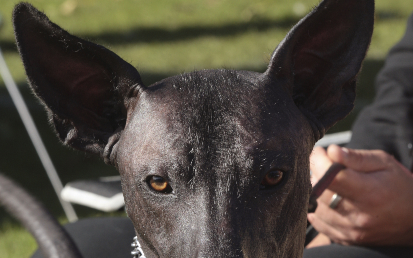 Udråbstegn Onkel eller Mister Ret Xoloitzcuintle sin pelo, mellem