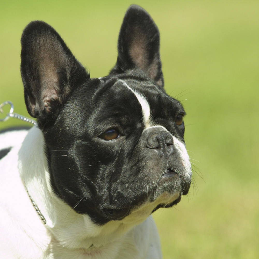 fransk bulldog pris