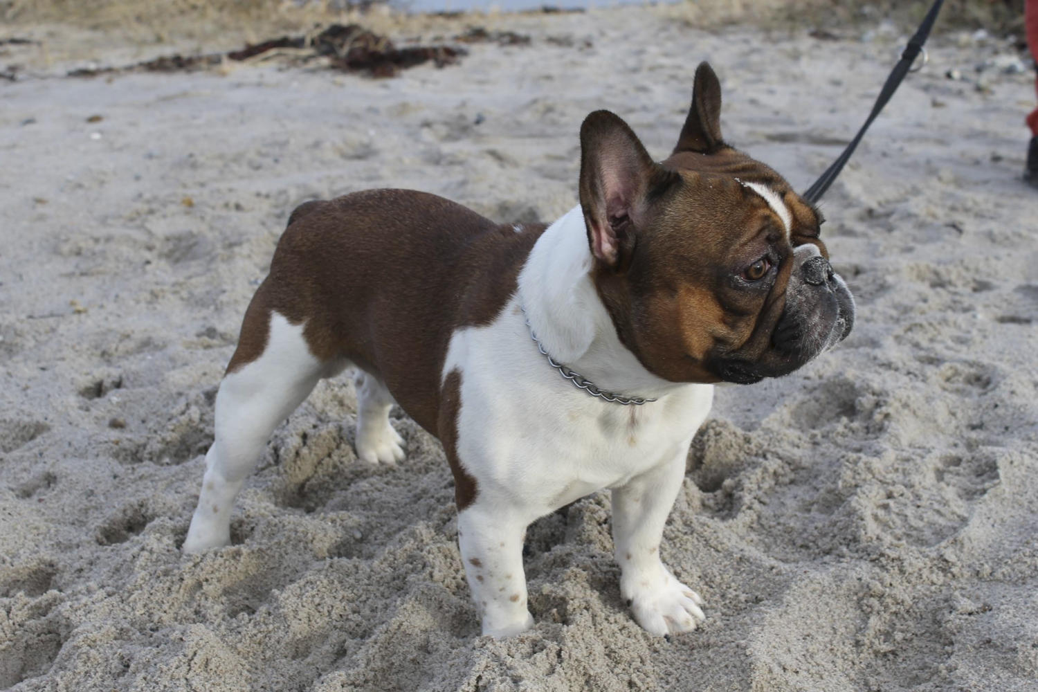fransk bulldog opdrætter fransk bulldog opdrætter