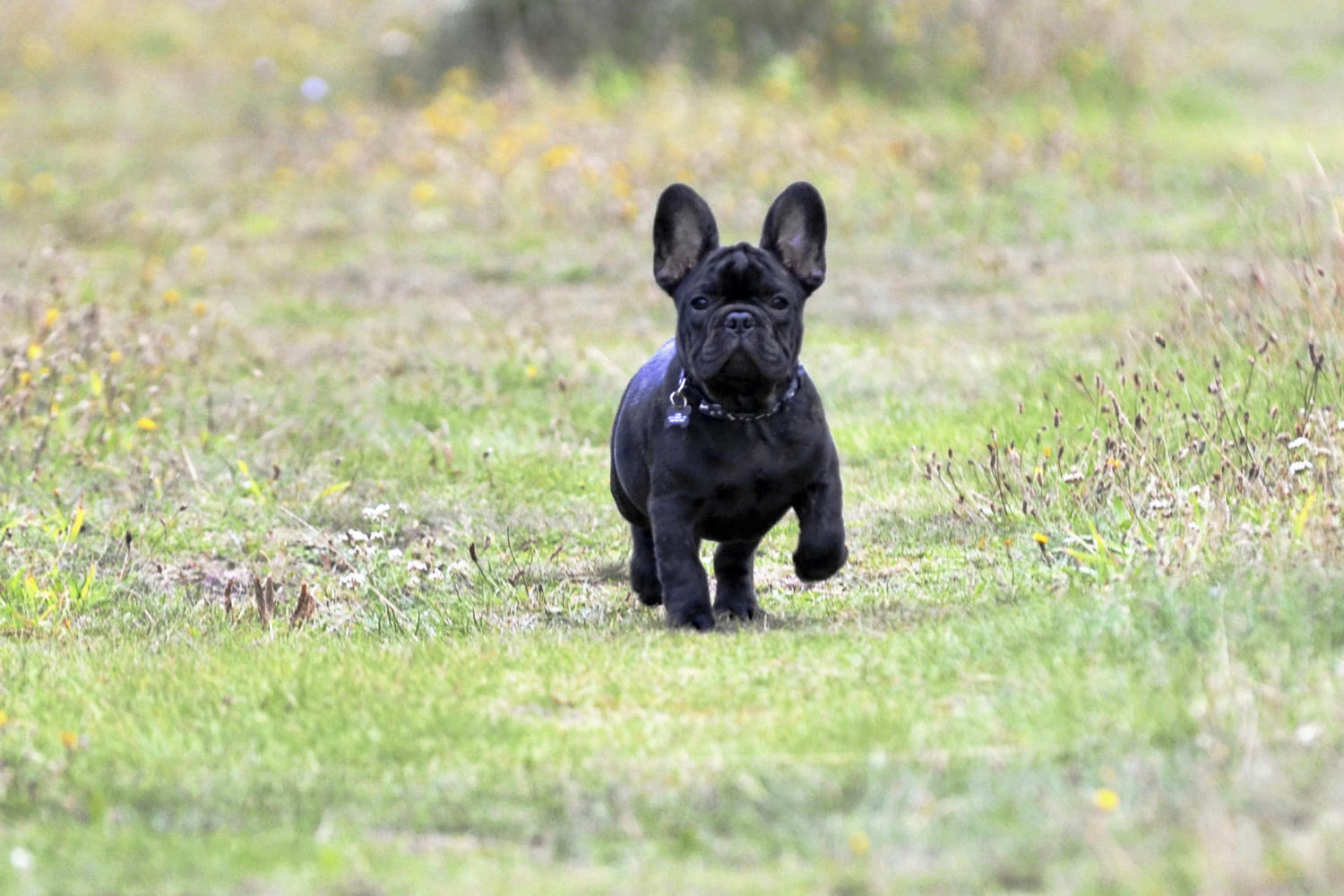 fransk bulldog kennel sjælland fransk bulldog kennel sjælland