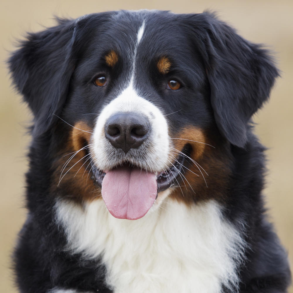 berner sennenhund til salg berner sennenhund til salg