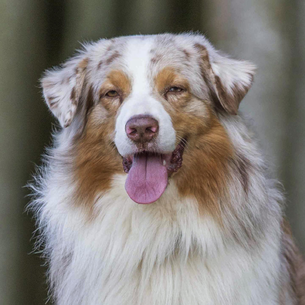 australian shepherd til salg australian shepherd til salg