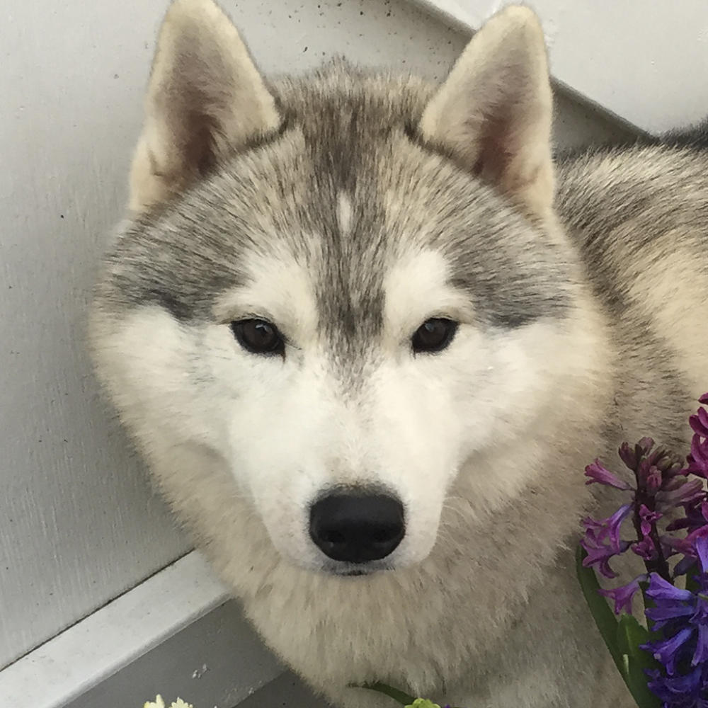 siberian husky adfærd siberian husky adfærd
