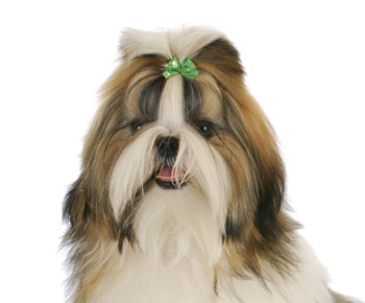 shih tzu kennel sjælland
