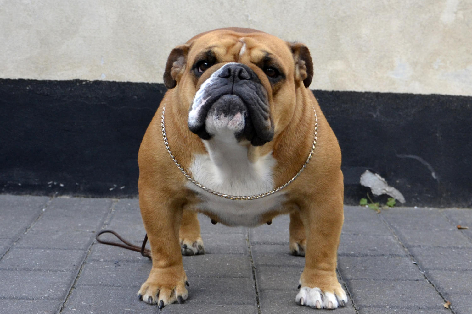 engelsk bulldog kennel engelsk bulldog kennel