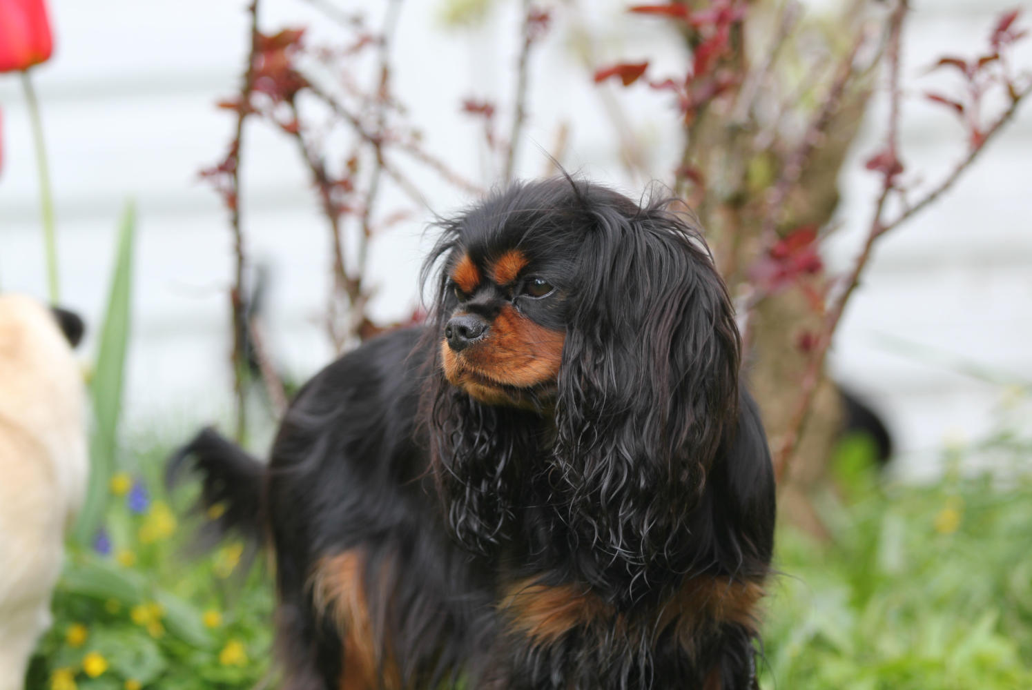 køb cavalier king charles spaniel køb cavalier king charles spaniel