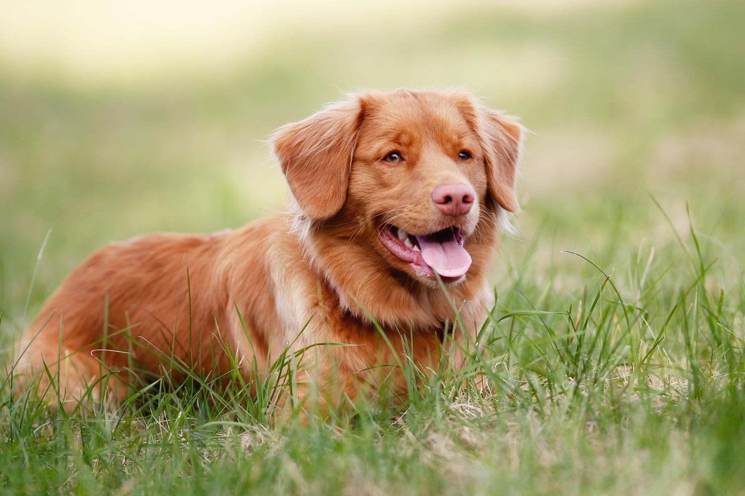 Happy Nova Scotia Duck Tolling Retriever Nova Scotia Duck Tolling Retriever Toller Dog Retriever