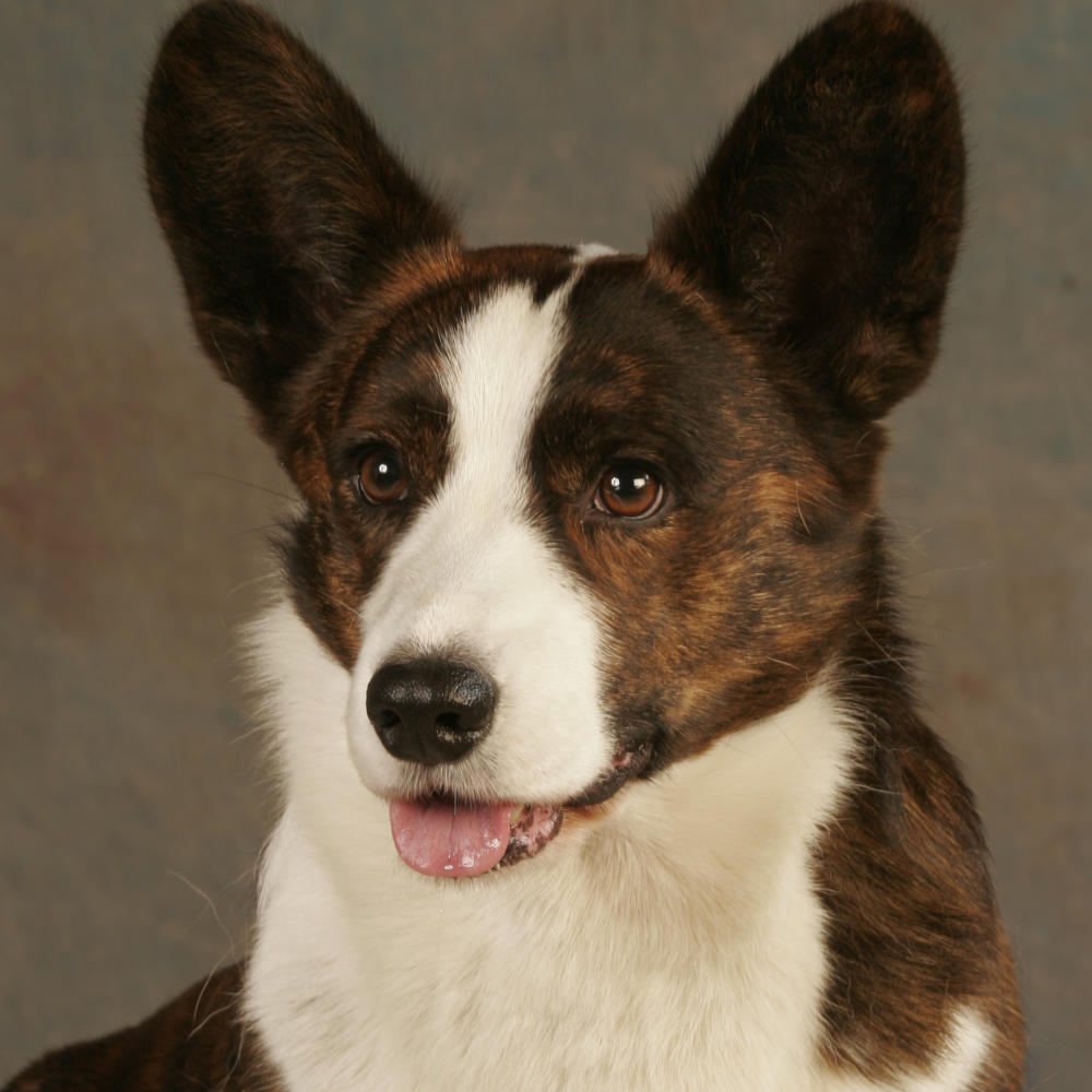 welsh corgi cardigan pris