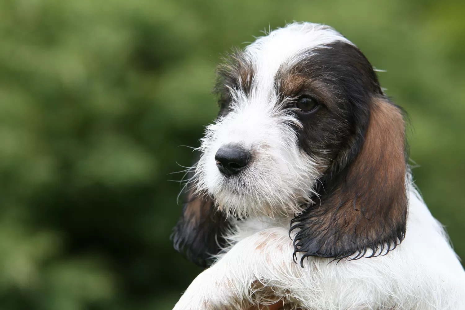 Fransk basset griffon 2025
