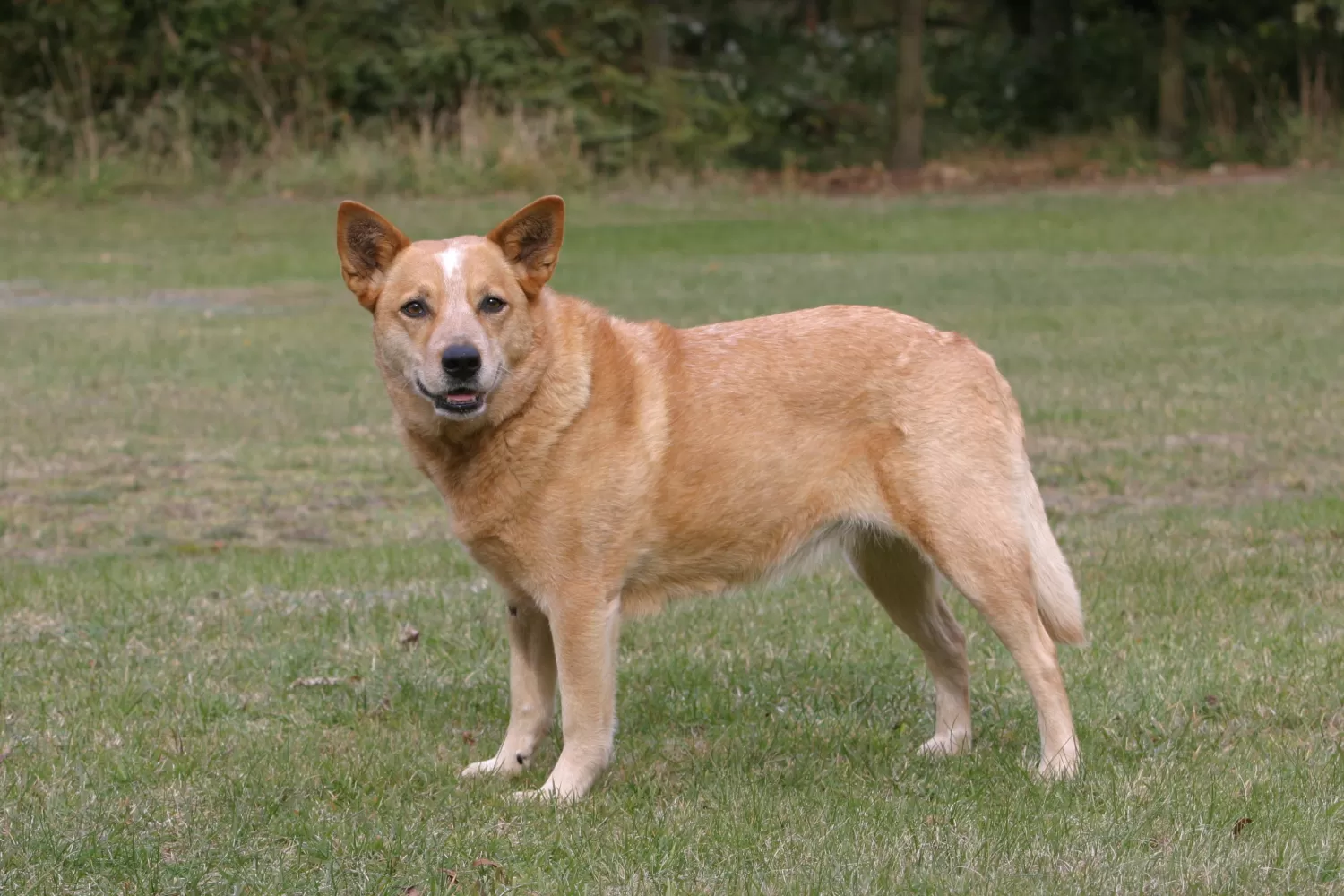 Hund blue deals heeler