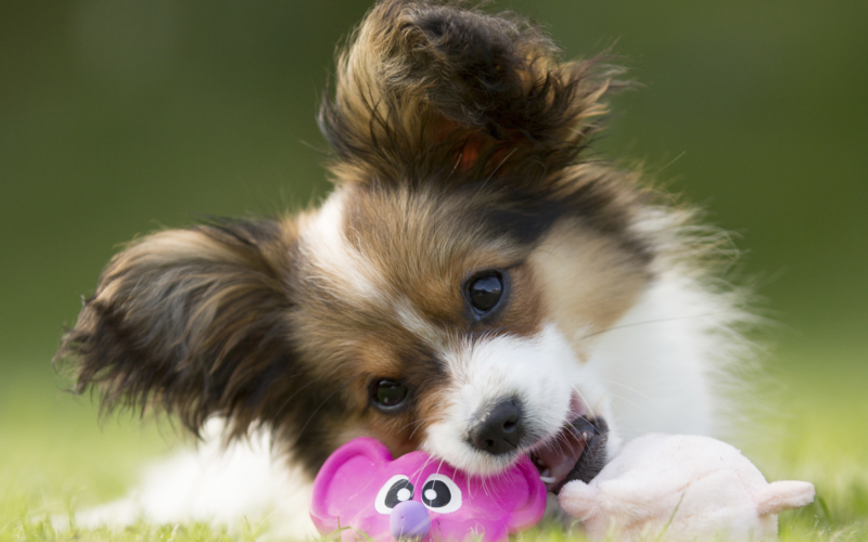 papillon hunde til salg papillon hunde til salg
