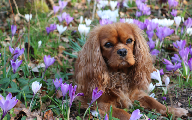 cavalier king charles spaniel hvalpe cavalier king charles spaniel hvalpe