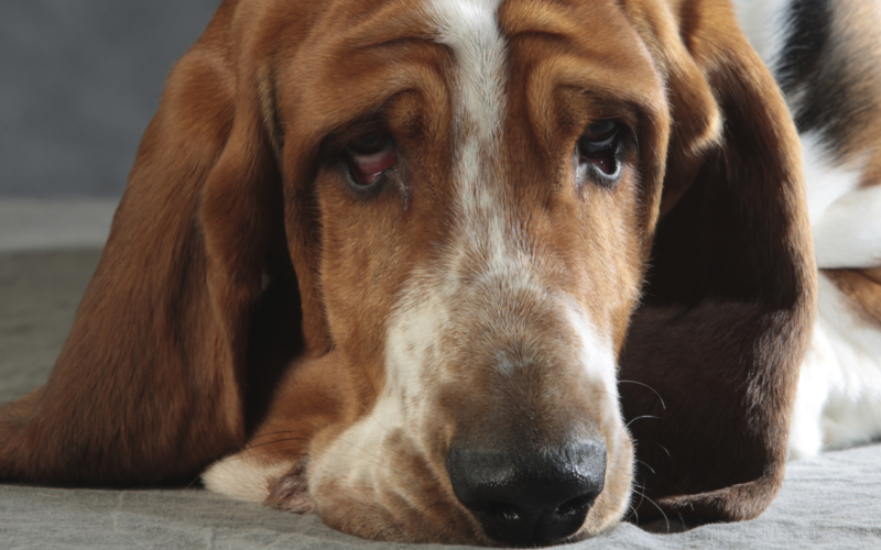 basset til salg