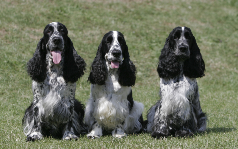 spaniel til salg
