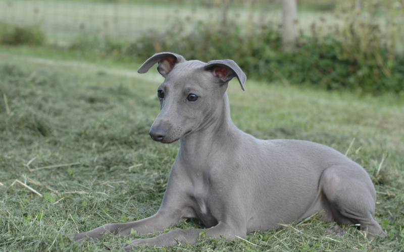 italiensk greyhound til salg