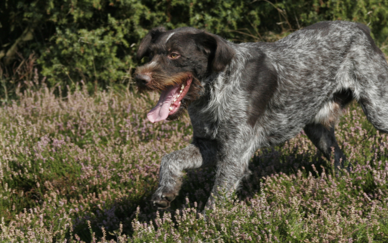 ruhåret hønsehund hvalpe til salg ruhåret hønsehund hvalpe til salg