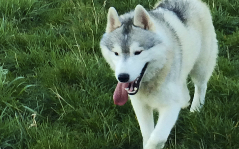 siberian husky til salg