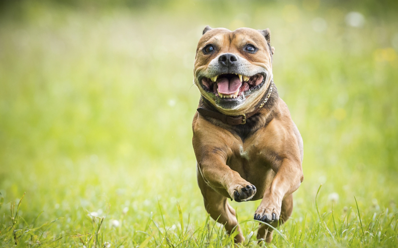 staffordshire bull terrier til salg staffordshire bull terrier til salg