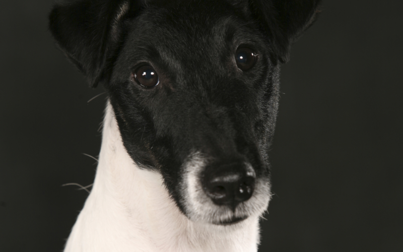 fox terrier glathåret fox terrier glathåret