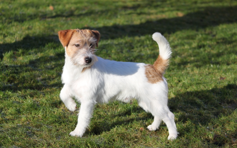 jack russell terrier glathåret