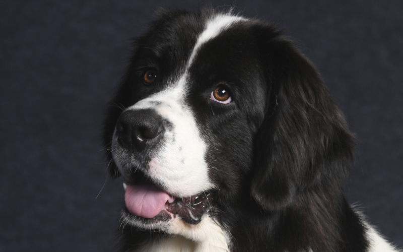 Hund Landseer