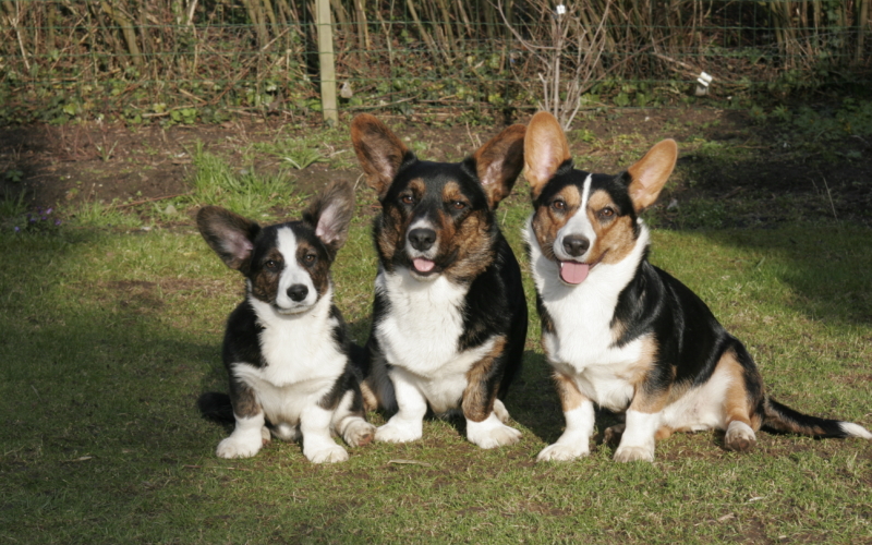 welsh corgi cardigan pris